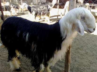 Buisness and Industry